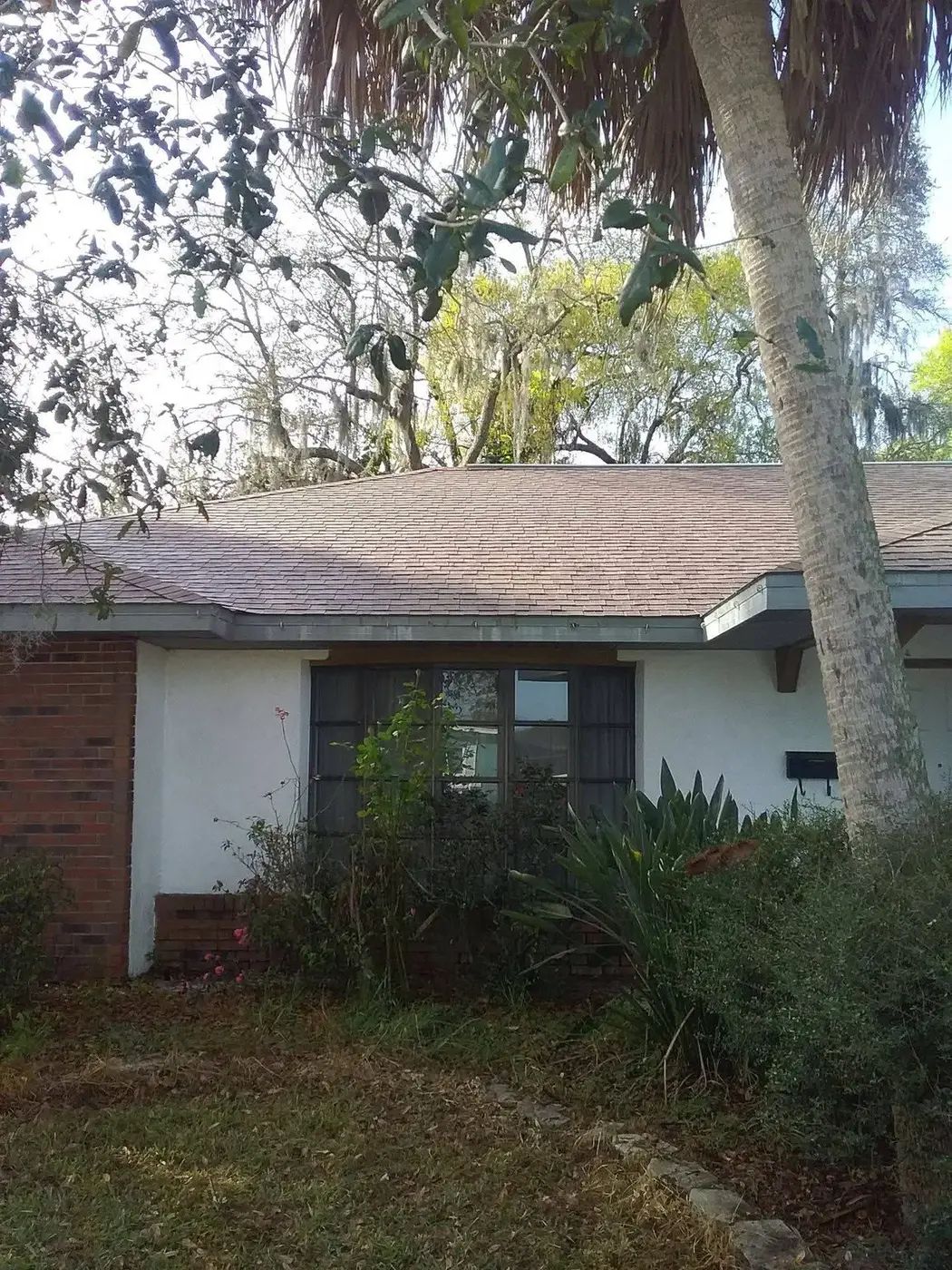 A single storey Florida home with a shingle roof and white stucco walls, a palm trunk in the foreground