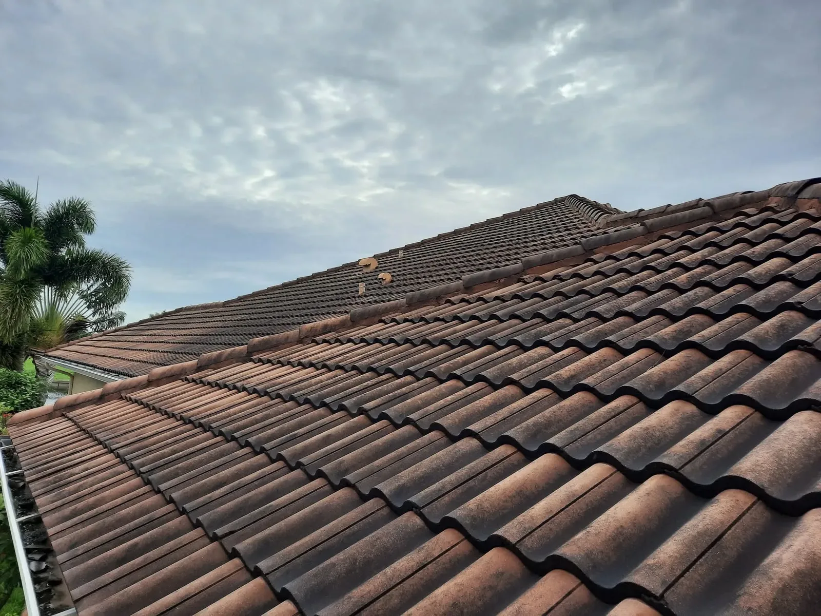 Barrel tile roof darkened with black streaking and green growth across the slope